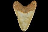 Fossil Megalodon Tooth - North Carolina #109803-2